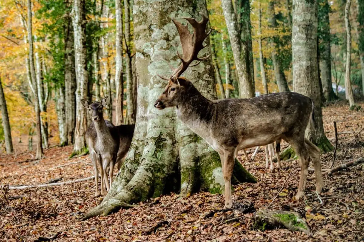 La Foresta Umbra nel Gargano, il bosco secolare con i cervi